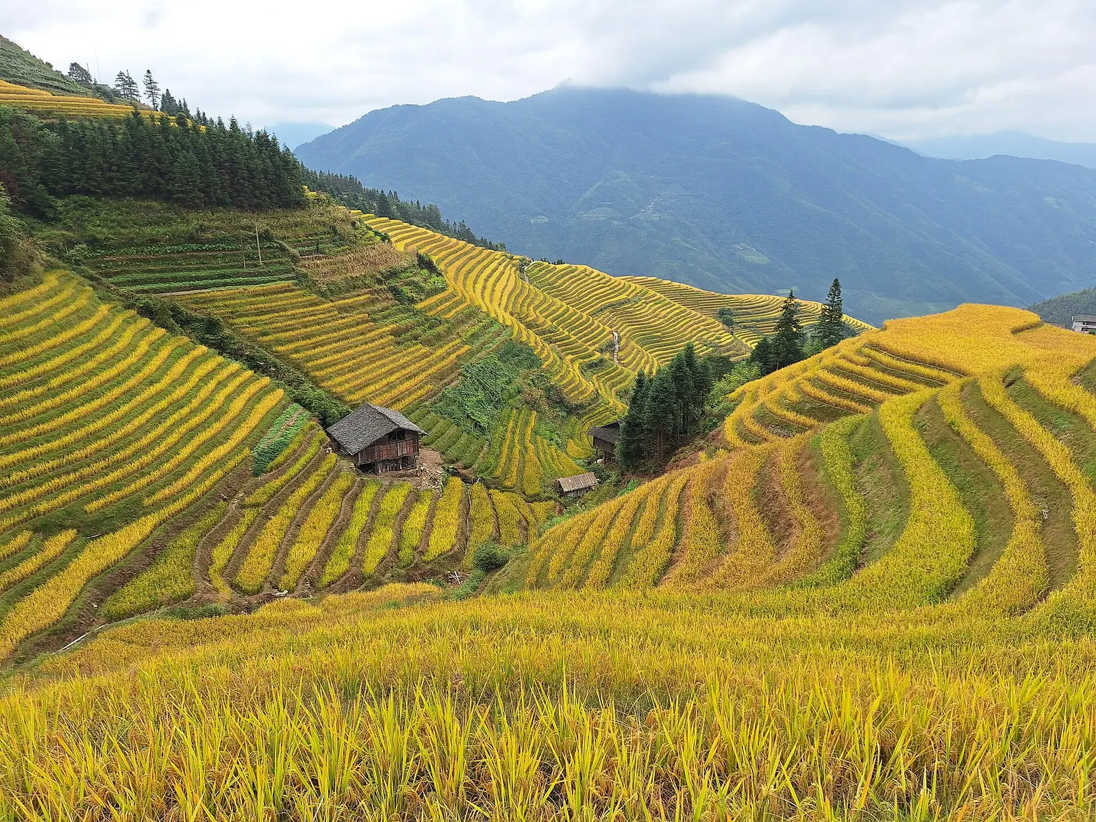 Flooded rice terraces at Longji